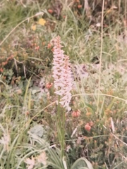 Gymnadenia