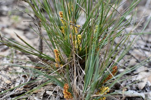 Pale Mat-rush (Lomandra collina)