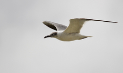 Leucophaeus atricilla