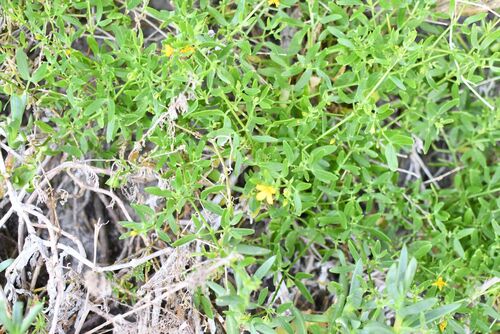 Coast Twinleaf (Roepera billardierei)