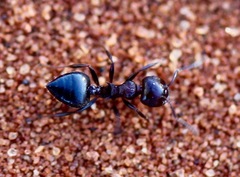 Crematogaster castanea rufonigra