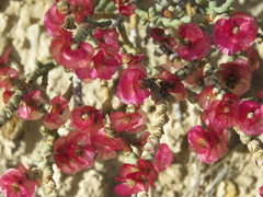 Anabasis articulata