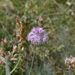 Allium pallasii - Photo (c) Aleksandr Naumenko, algunos derechos reservados (CC BY-NC), subido por Aleksandr Naumenko