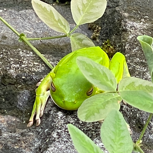 Nyctimystes infrafrenatus