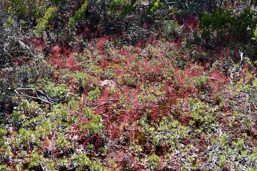 Drosera esperensis