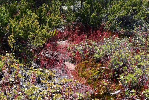 Drosera esperensis