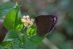 Euploea eunice hobsoni