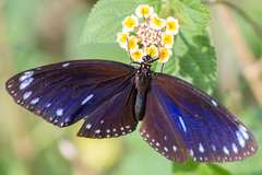 Euploea eunice hobsoni