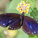 Euploea eunice hobsoni - Photo (c) avocat, some rights reserved (CC BY-NC), uploaded by avocat