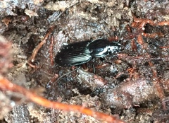 Pterostichus mutus
