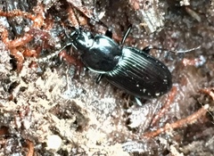 Pterostichus mutus