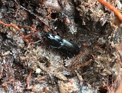 Pterostichus mutus