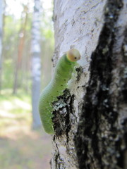 Trichiosoma