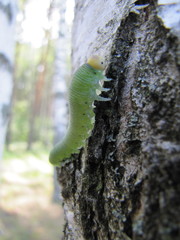 Trichiosoma