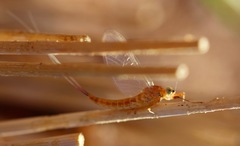 Ephemeroptera