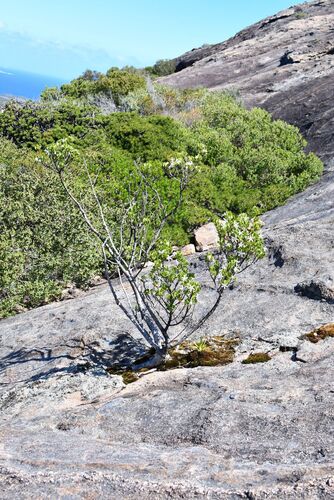 Sticky tailflower (Anthocercis viscosa)