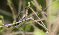 Anthracothorax prevostii