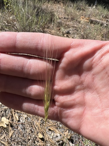 iNaturalist observation photo of Pooideae