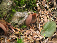 Fungi