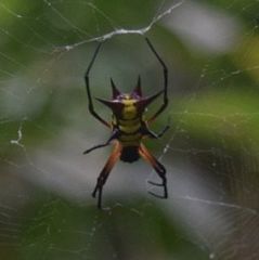 Micrathena kirbyi