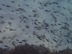 Arabian Chromis photo 5