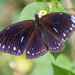 Crow Butterflies - Photo (c) avocat, some rights reserved (CC BY-NC), uploaded by avocat
