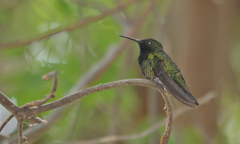 Anthracothorax prevostii