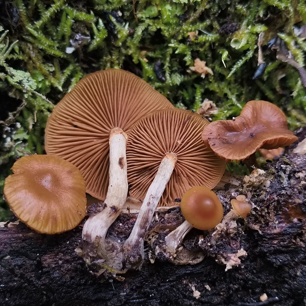 Galerina patagonica · October 2025 · photo: © zedt (iNaturalist, cc-by)