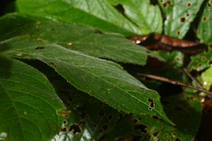 Columnea purpurata