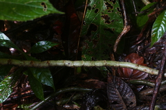 Columnea purpurata