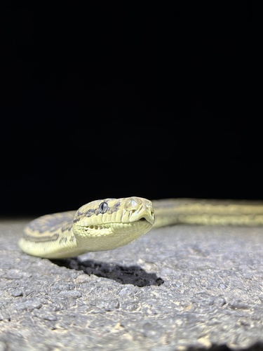 Coastal Carpet Python sighting