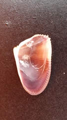 Donax hanleyanus