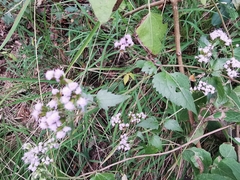 Fleischmannia porphyranthema