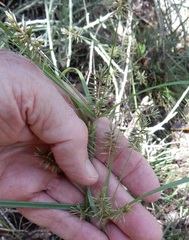 Cyperus pseudothyrsiflorus