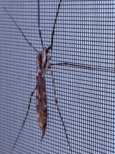 Unknown species found near Alabama, US