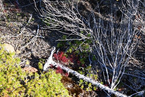Drosera esperensis