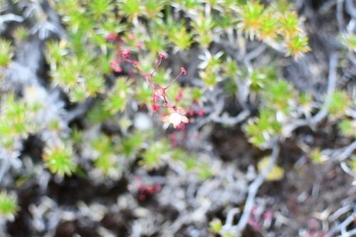 Drosera esperensis