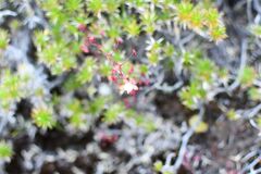 Drosera esperensis