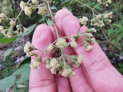 Koanophyllon longifolium