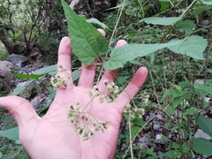 Koanophyllon longifolium