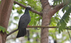 Patagioenas leucocephala