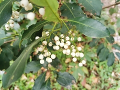 Chiococca pachyphylla