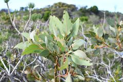 Eucalyptus × tetragona