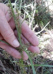 Cyperus pseudothyrsiflorus