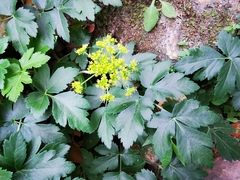 Arracacia atropurpurea