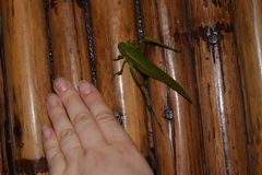 Cnemidophyllum lineatum