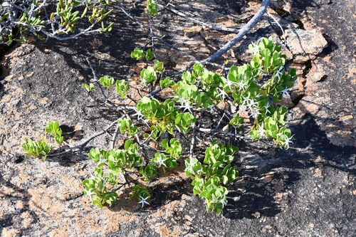 Sticky tailflower (Anthocercis viscosa)