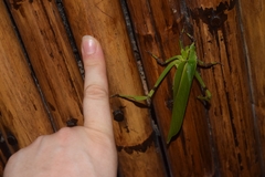 Cnemidophyllum lineatum