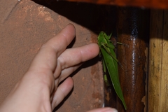 Cnemidophyllum lineatum
