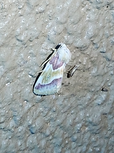 Schinia regia photo 4